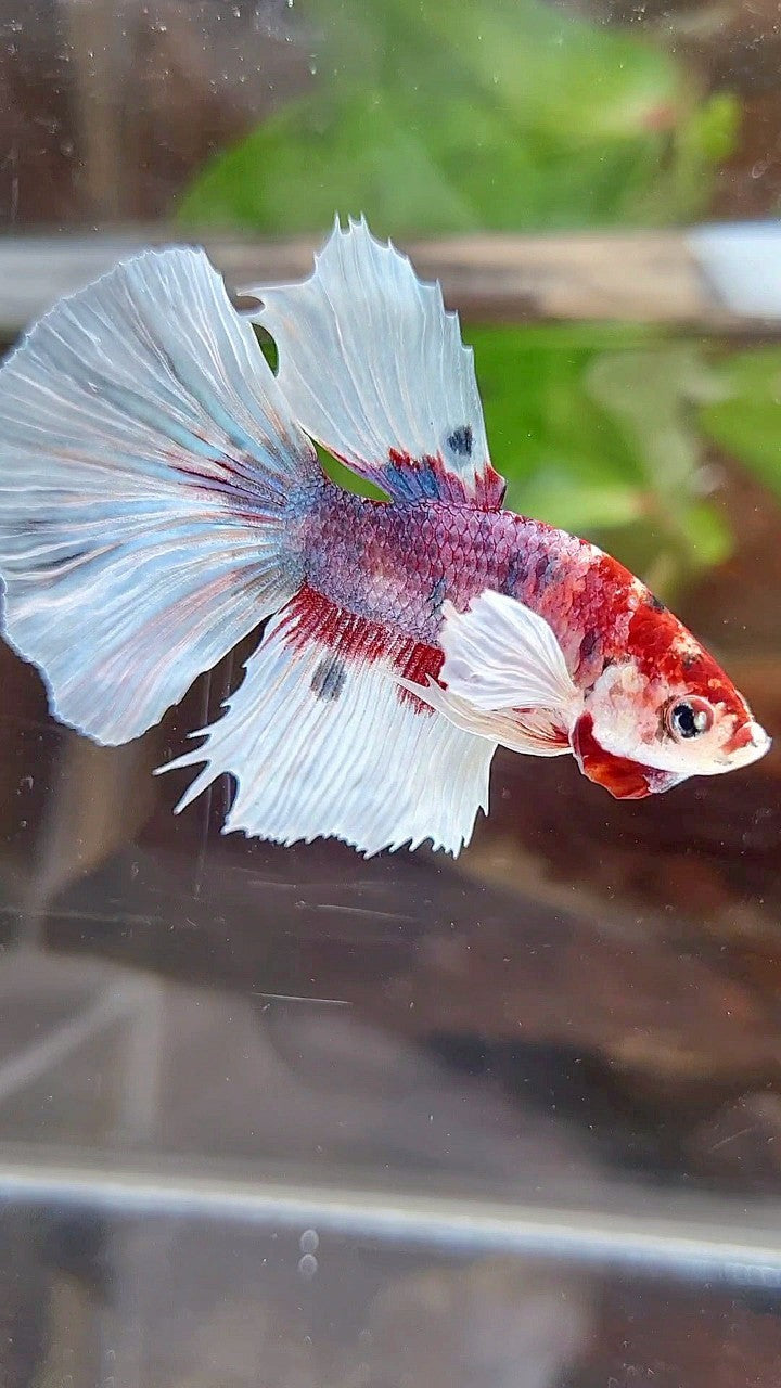 HALFMOON DUMBO EAR RED FANCY MULTICOLOR BETTA FISH