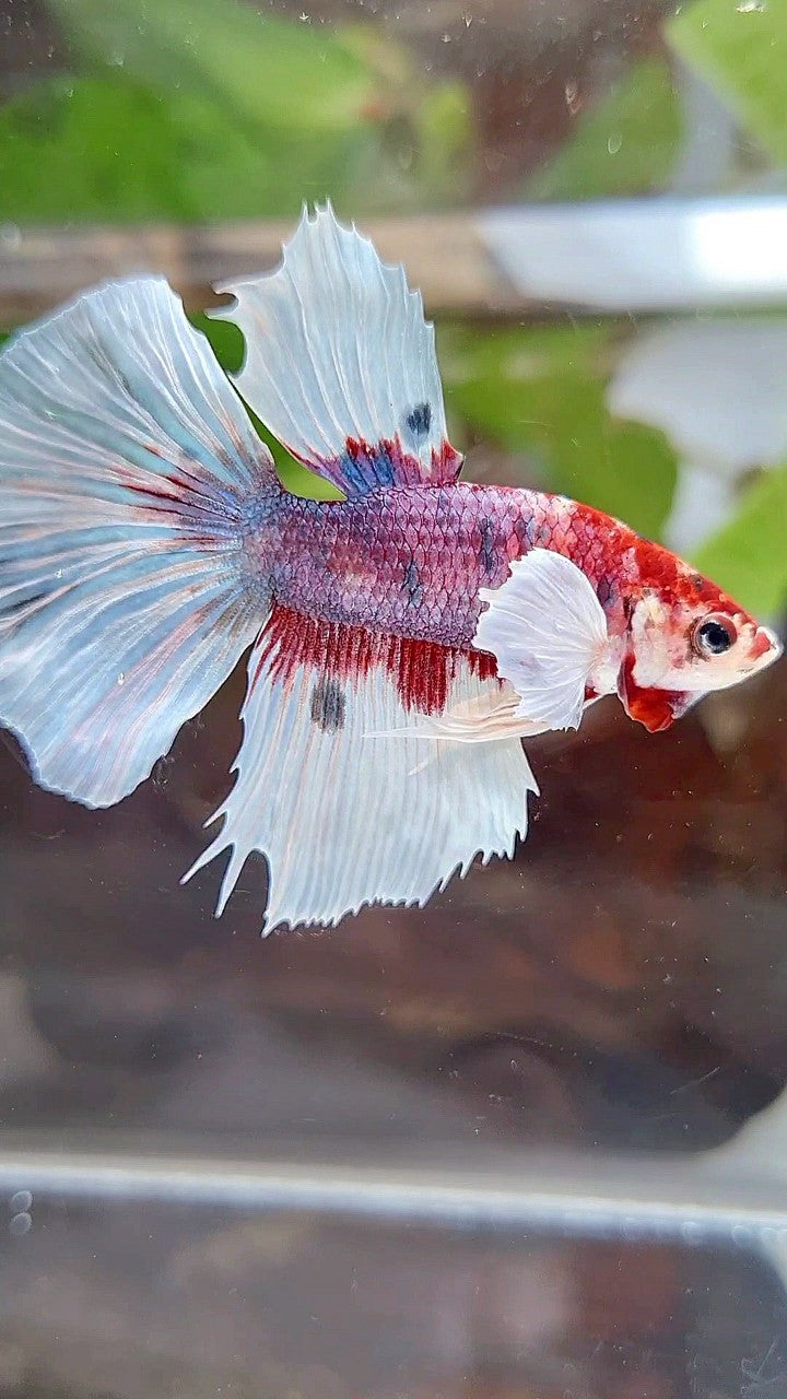 HALFMOON DUMBO EAR RED FANCY MULTICOLOR BETTA FISH
