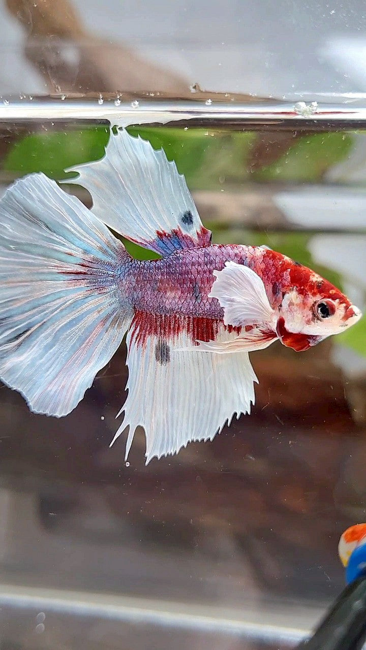 HALFMOON DUMBO EAR RED FANCY MULTICOLOR BETTA FISH