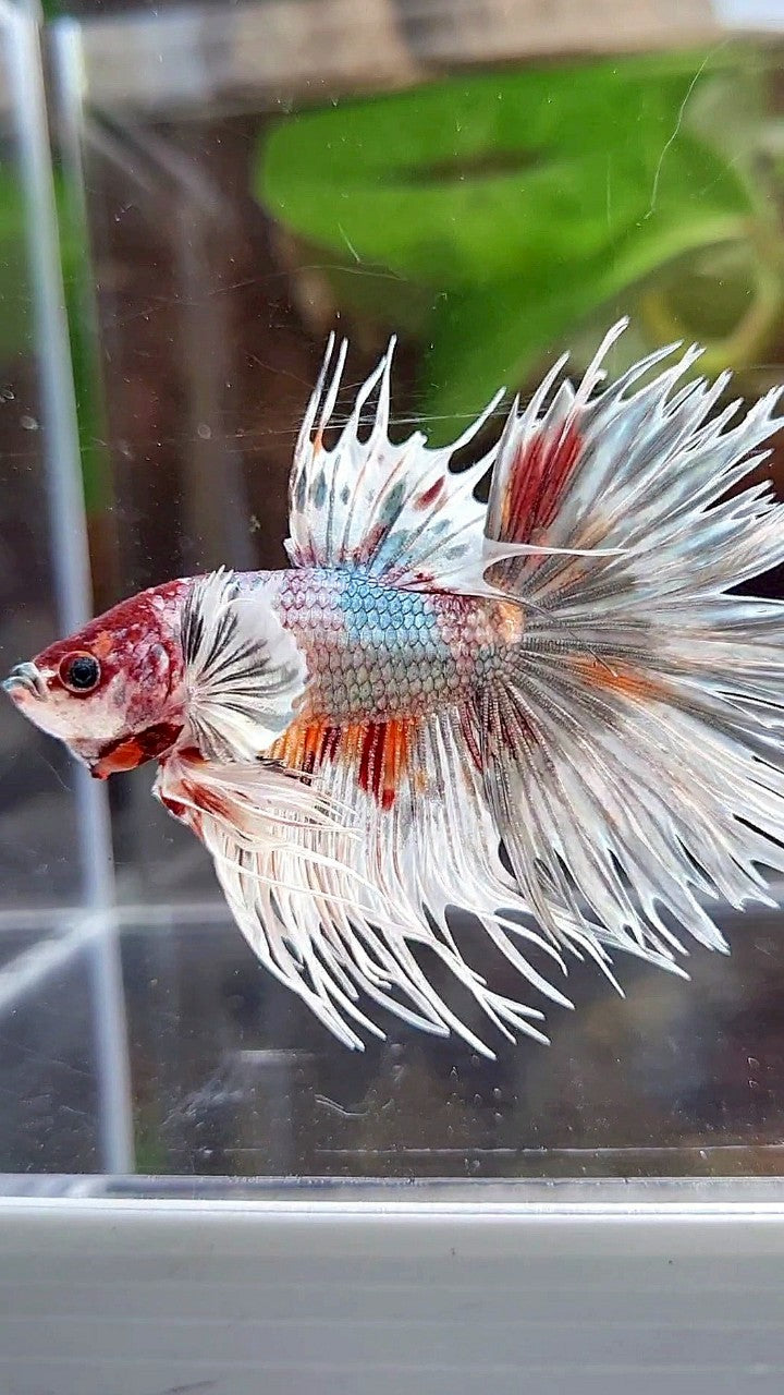 LUXURY HALFMOON CROWNTAIL DUMBO EAR WHITE COPPER MULTICOLOR FISH