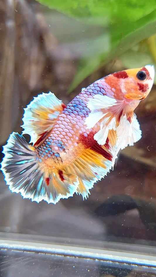 PLAKAT DUMBO EAR ORANGE CANDY KOI MULTICOLOR BETTA FISH