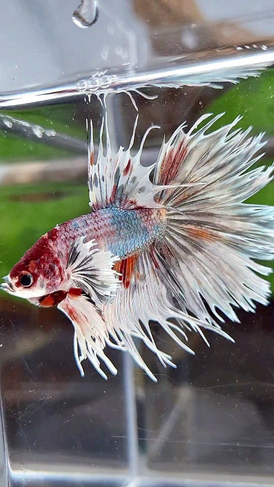 LUXURY HALFMOON CROWNTAIL DUMBO EAR WHITE COPPER MULTICOLOR FISH