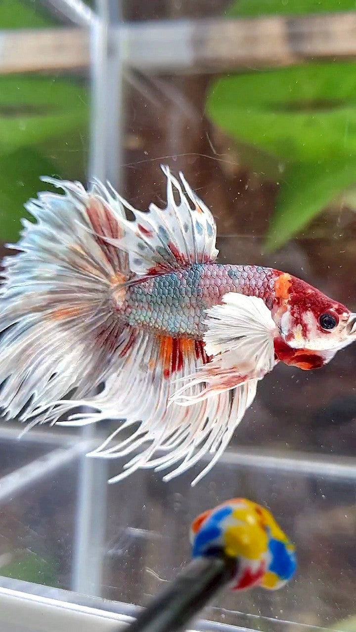 LUXURY HALFMOON CROWNTAIL DUMBO EAR WHITE COPPER MULTICOLOR FISH