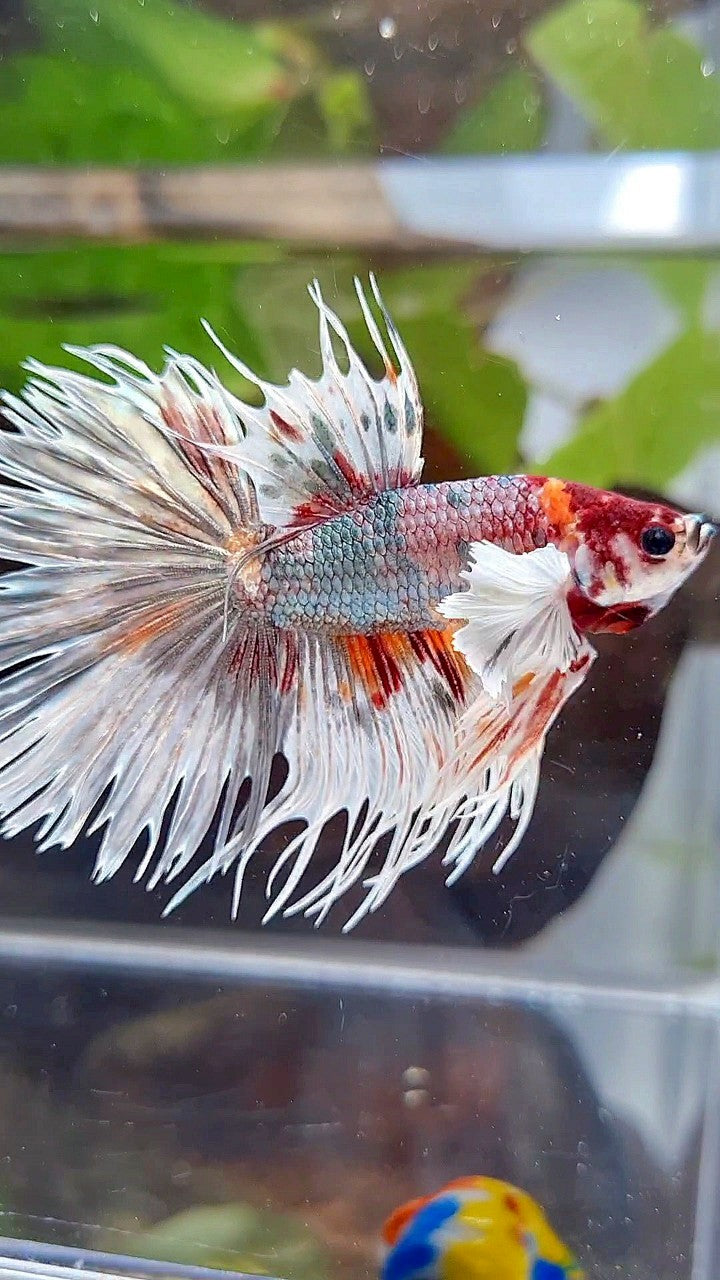 LUXURY HALFMOON CROWNTAIL DUMBO EAR WHITE COPPER MULTICOLOR FISH