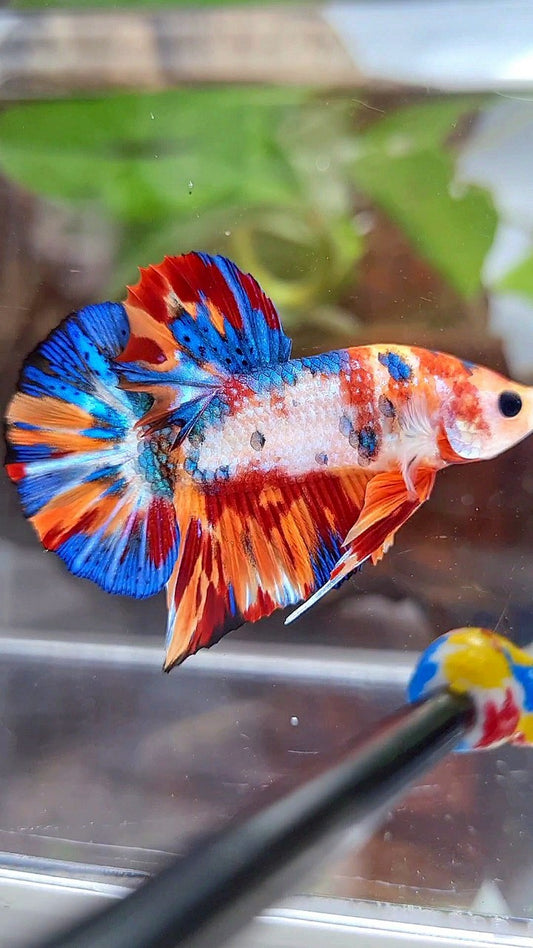 PLAKAT SUPER METTALIC MULTICOLOR BETTA FISH