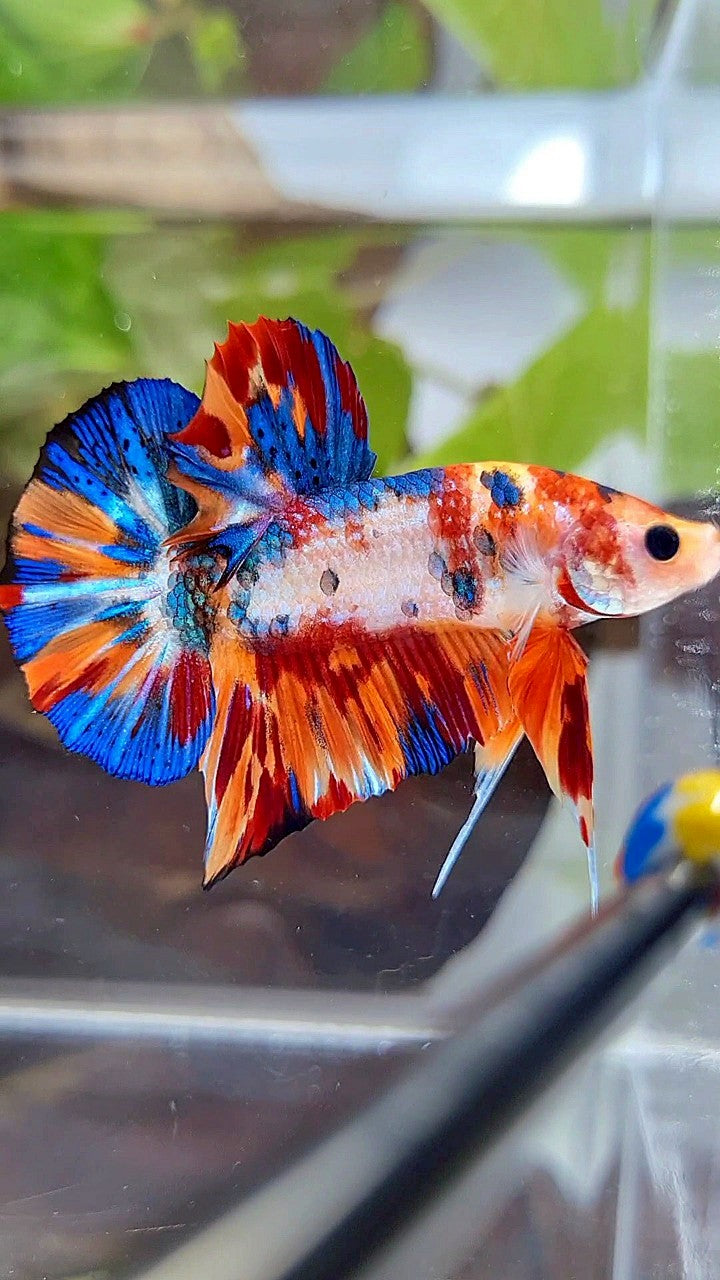 PLAKAT SUPER METTALIC MULTICOLOR BETTA FISH