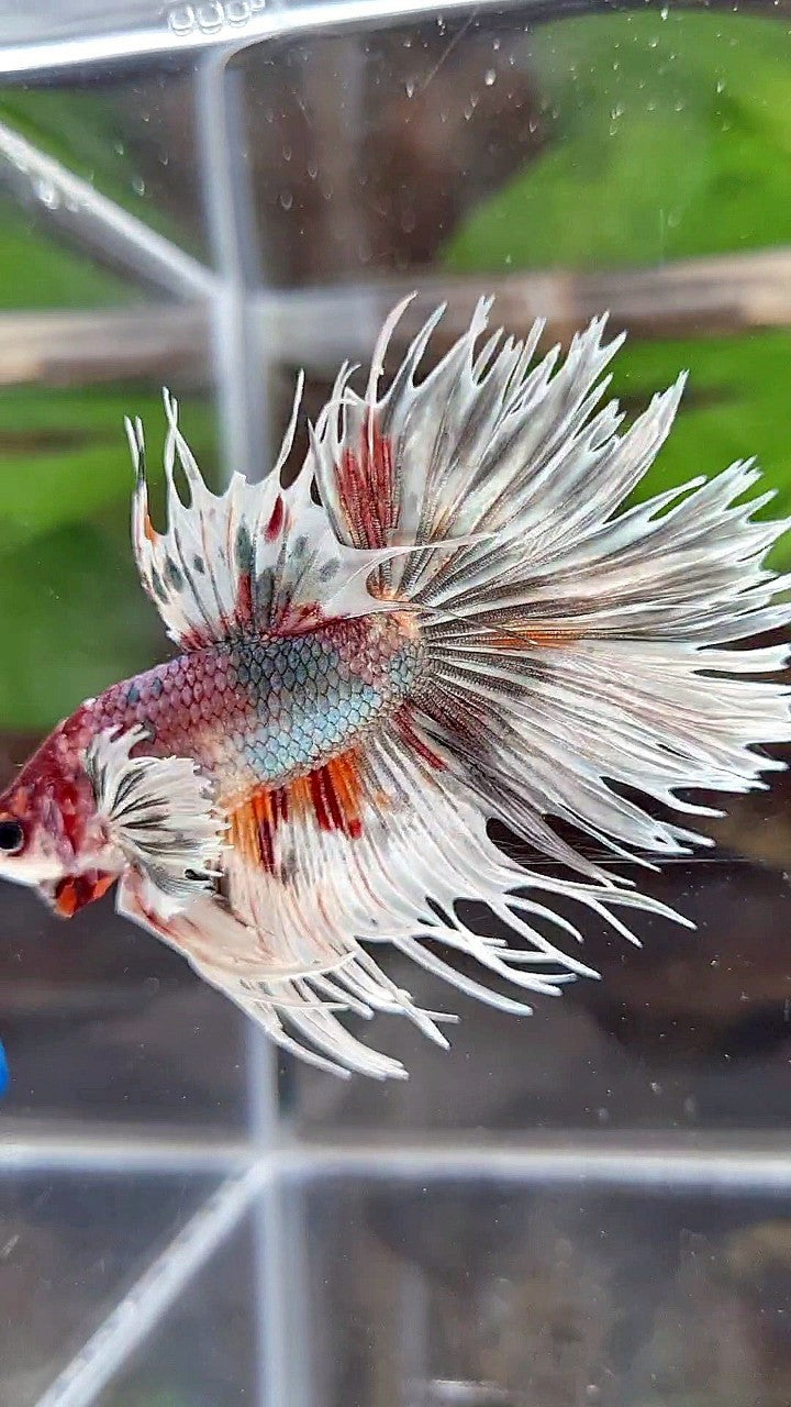 LUXURY HALFMOON CROWNTAIL DUMBO EAR WHITE COPPER MULTICOLOR FISH