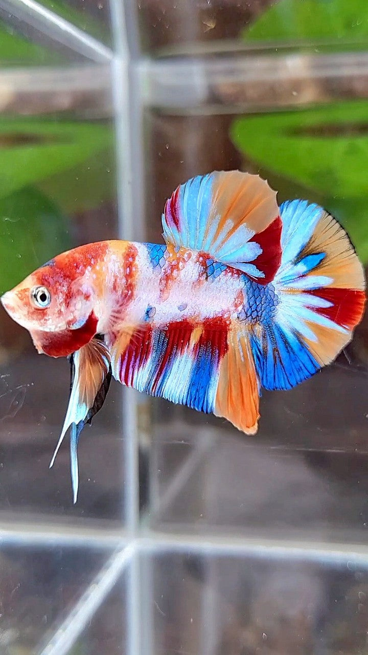 PLAKAT SUPER METTALIC MULTICOLOR BETTA FISH
