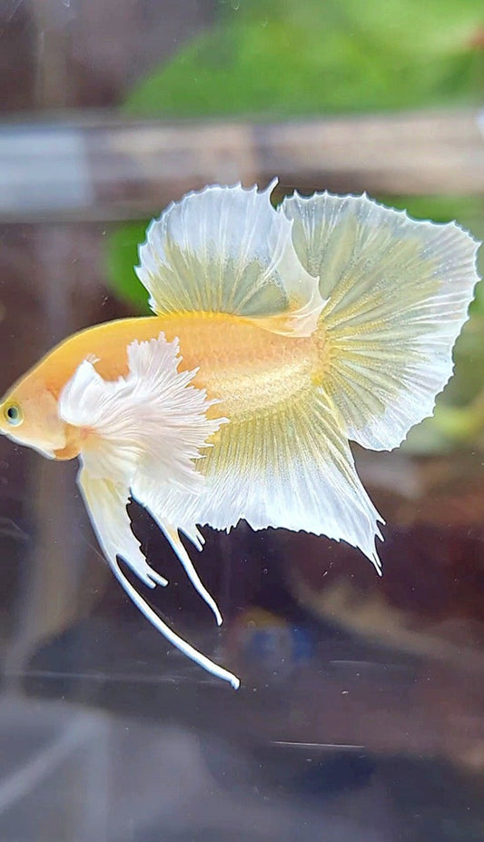 PLAKAT DUMBO EAR GOLD BUTTERFLY BETTA FISH