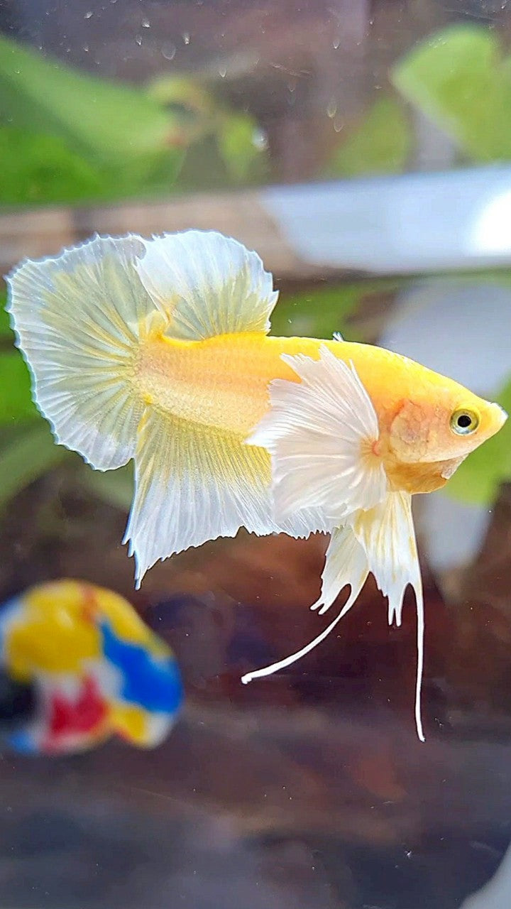 PLAKAT DUMBO EAR GOLD BUTTERFLY BETTA FISH