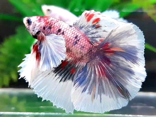 HALFMOON DOUBLE TAIL DUMBO EAR GRAY MULTICOLOR BETTA FISH