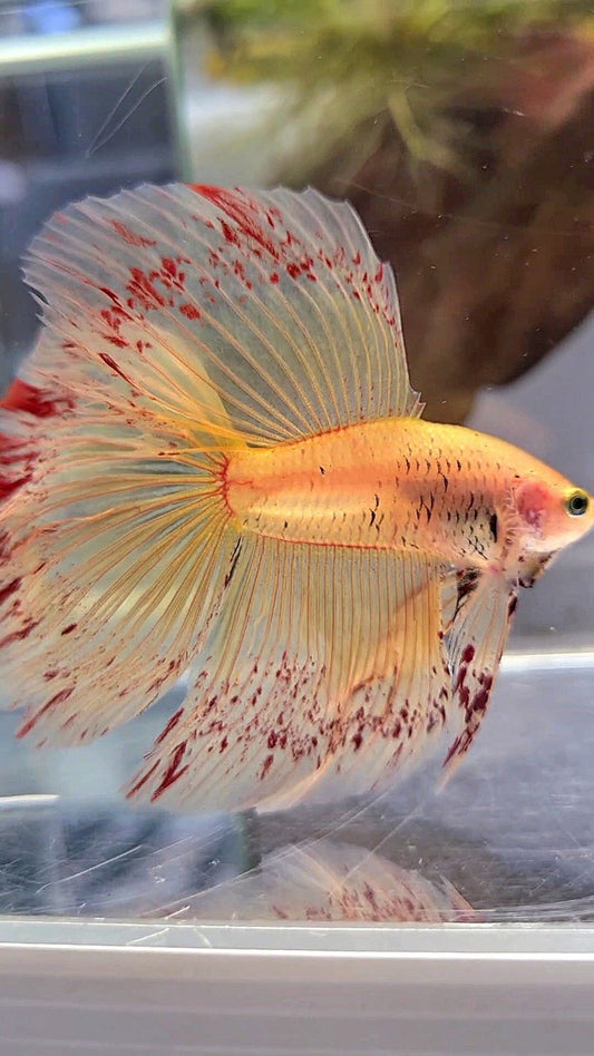 XL HALFMOON ROSETAIL SUPER VANDA YELLOW BETTA FISH