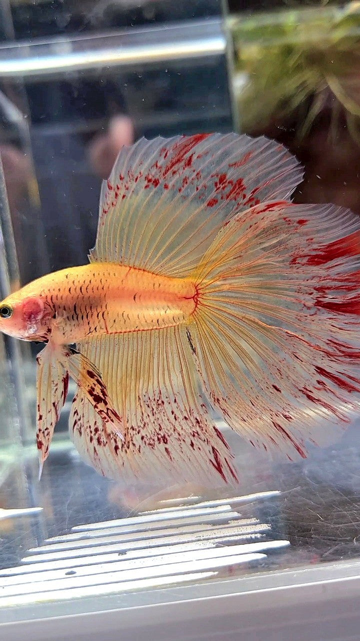 XL HALFMOON ROSETAIL SUPER VANDA YELLOW BETTA FISH