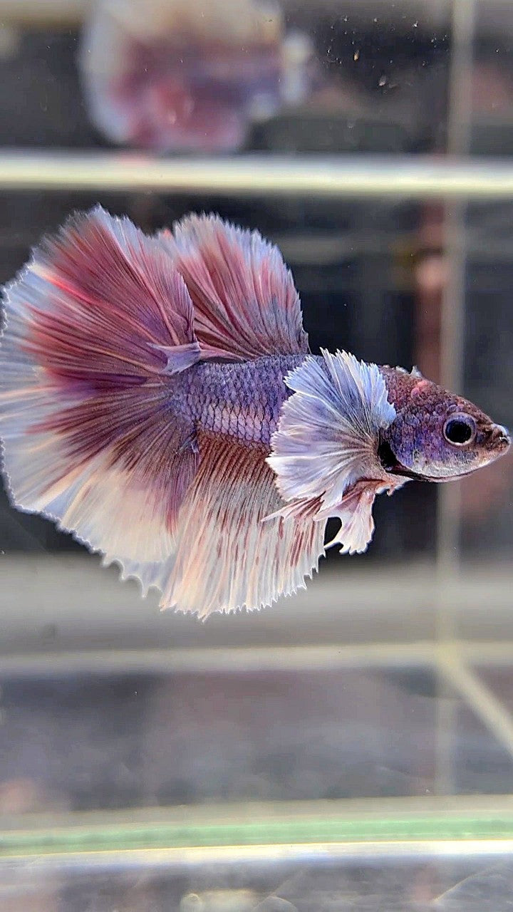 HALFMOON DOUBLE TAIL DUMBO EAR PURPLE VIOLET BETTA FISH