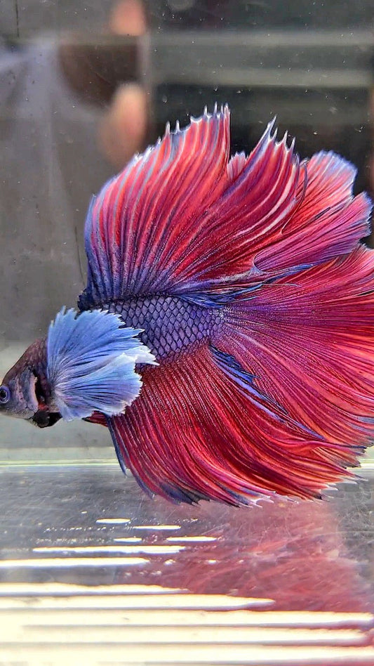 HALFMOON DOUBLE TAIL SUPER DUMBO EAR PURPLE RED BETTA FISH