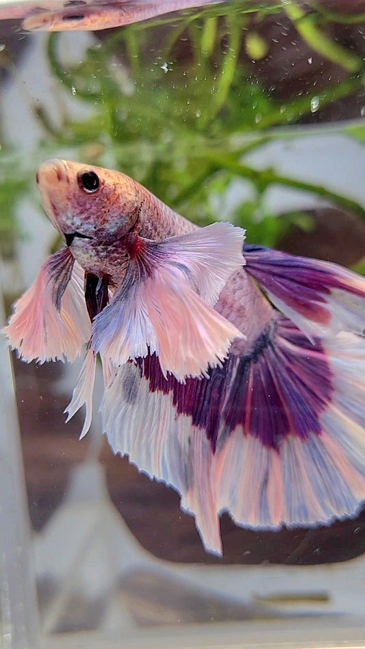 XL HALFMOON SUPER DUMBO EAR PURPLE BUTTERFLY BETTA FISH