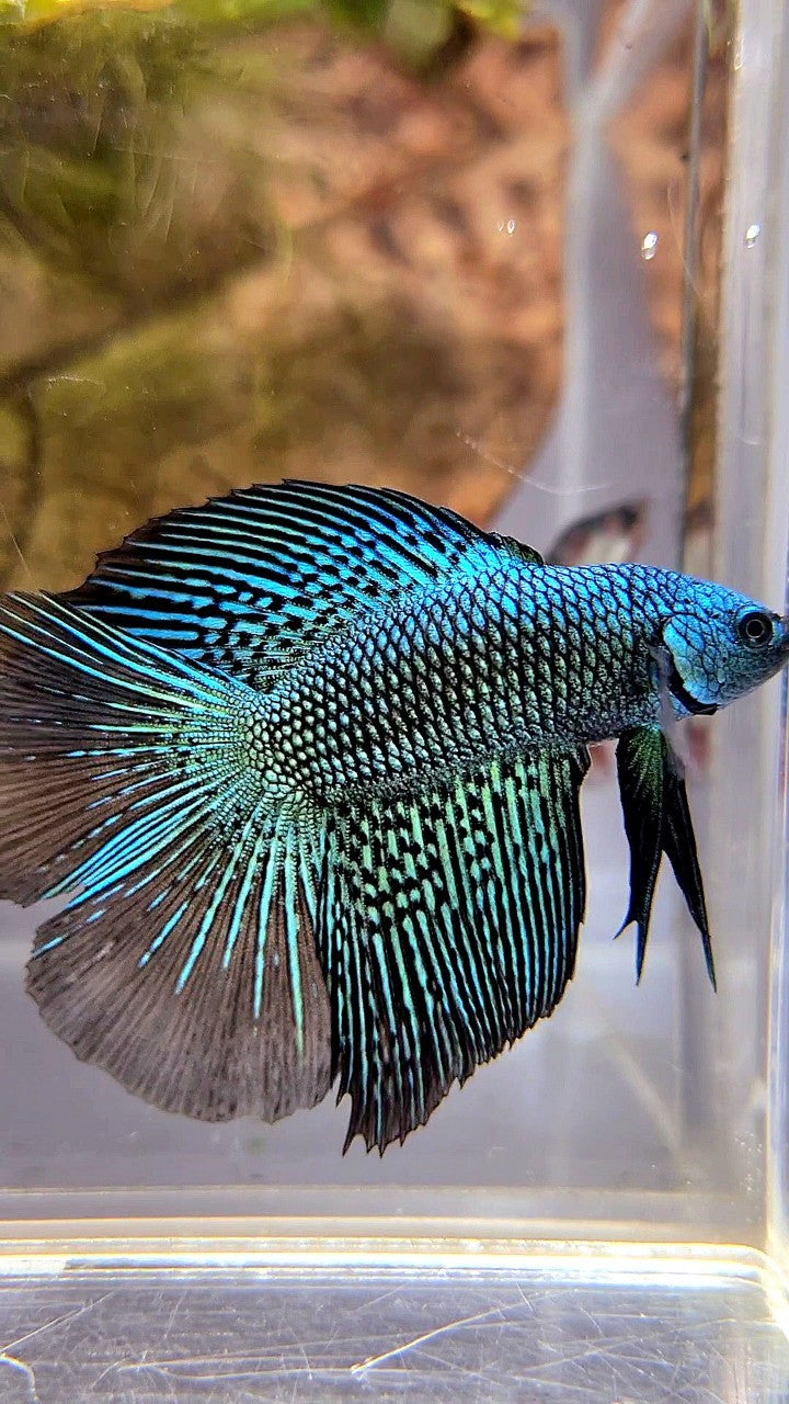 LUXURY HALFMOON DOUBLE TAIL ALIEN GREEN HYBRID WILD BETTA FISH