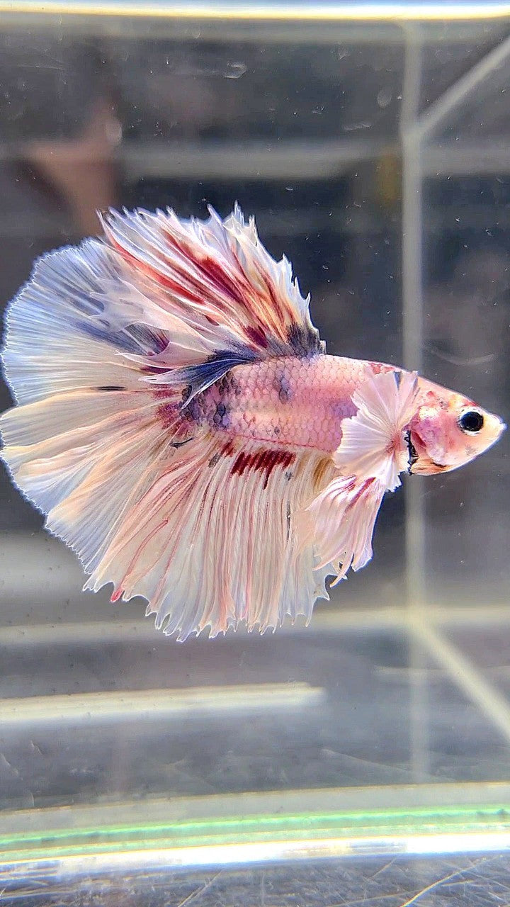 KING ROSETAIL HALFMOON DUMBO EAR WHITE MULTICOLOR BETTA FISH