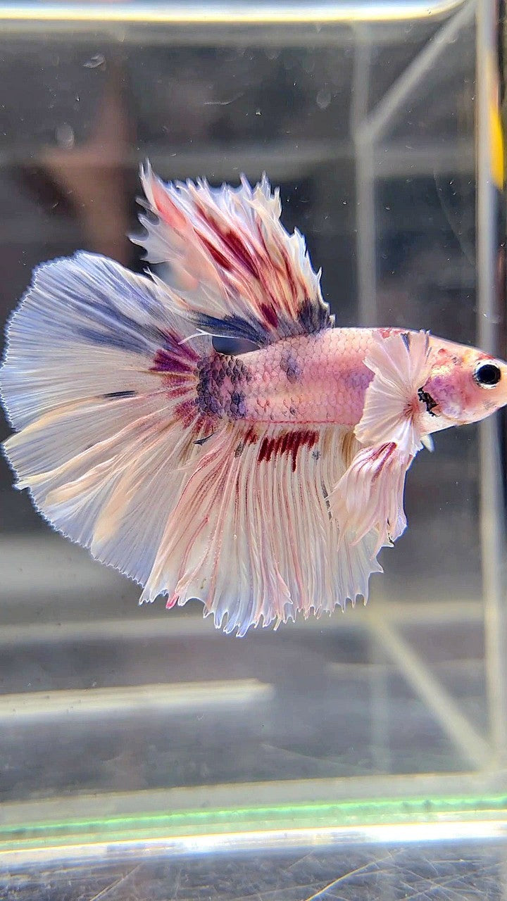 KING ROSETAIL HALFMOON DUMBO EAR WHITE MULTICOLOR BETTA FISH