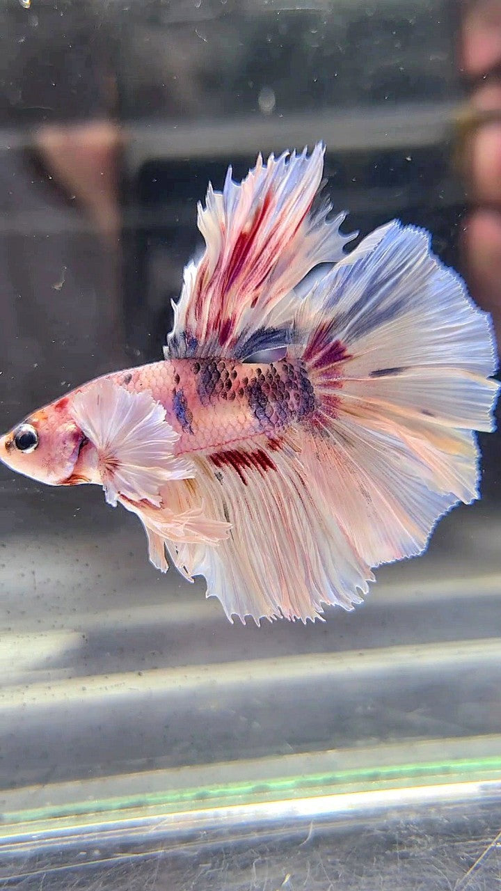 KING ROSETAIL HALFMOON DUMBO EAR WHITE MULTICOLOR BETTA FISH