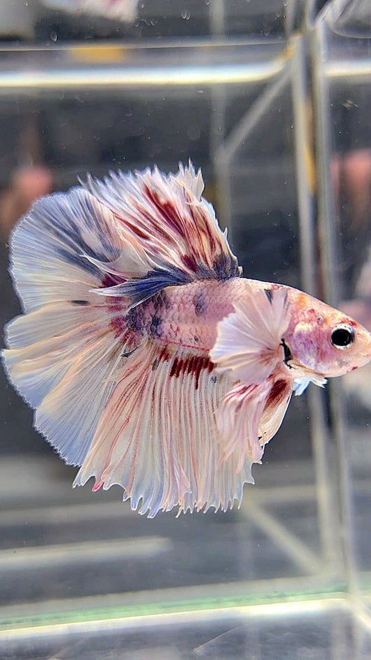 KING ROSETAIL HALFMOON DUMBO EAR WHITE MULTICOLOR BETTA FISH