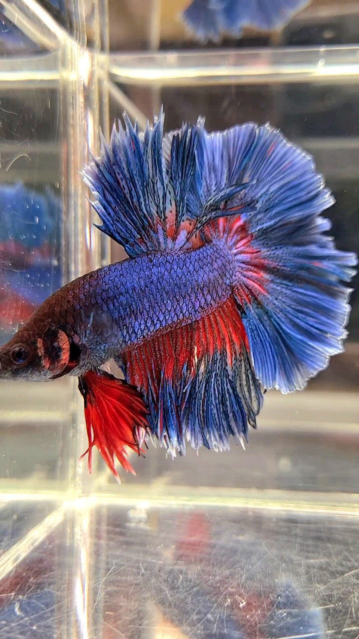 XL HALFMOON OVER ROSETAIL BLUE GREEN RED PATTERN BETTA FISH