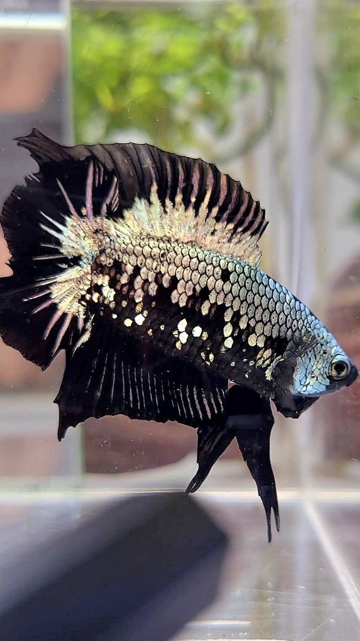 PLAKAT DOUBLE TAIL BLACK COPPER SAMURAI MASKING BETTA FISH – Rare