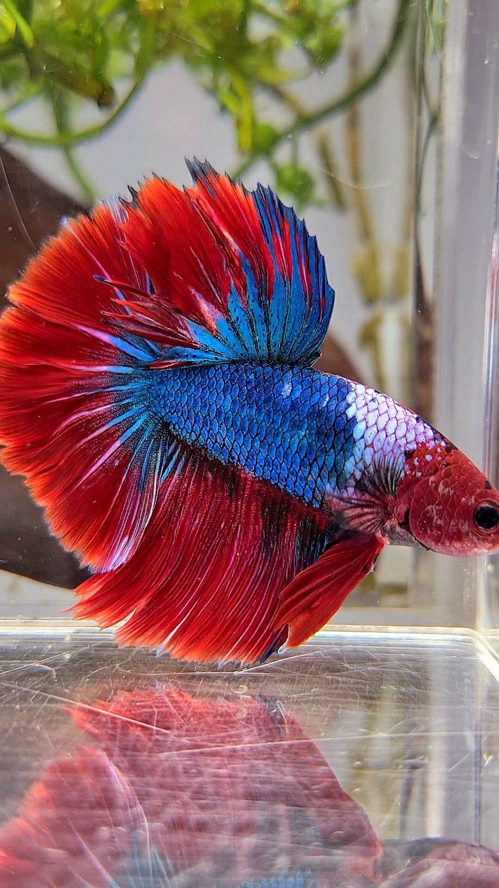 HALFMOON ROSETAIL RED HEAD HELLBOY FANCY BLUE BETTA FISH – Rare
