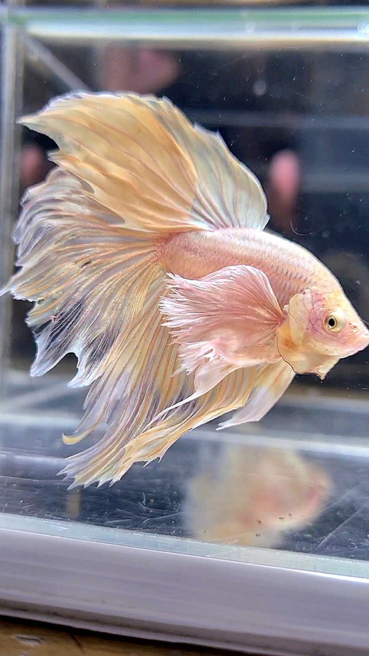 XL HALFMOON SUPER DUMBO EAR ROSETAIL YELLOW BETTA FISH