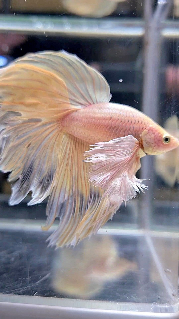 XL HALFMOON SUPER DUMBO EAR ROSETAIL YELLOW BETTA FISH