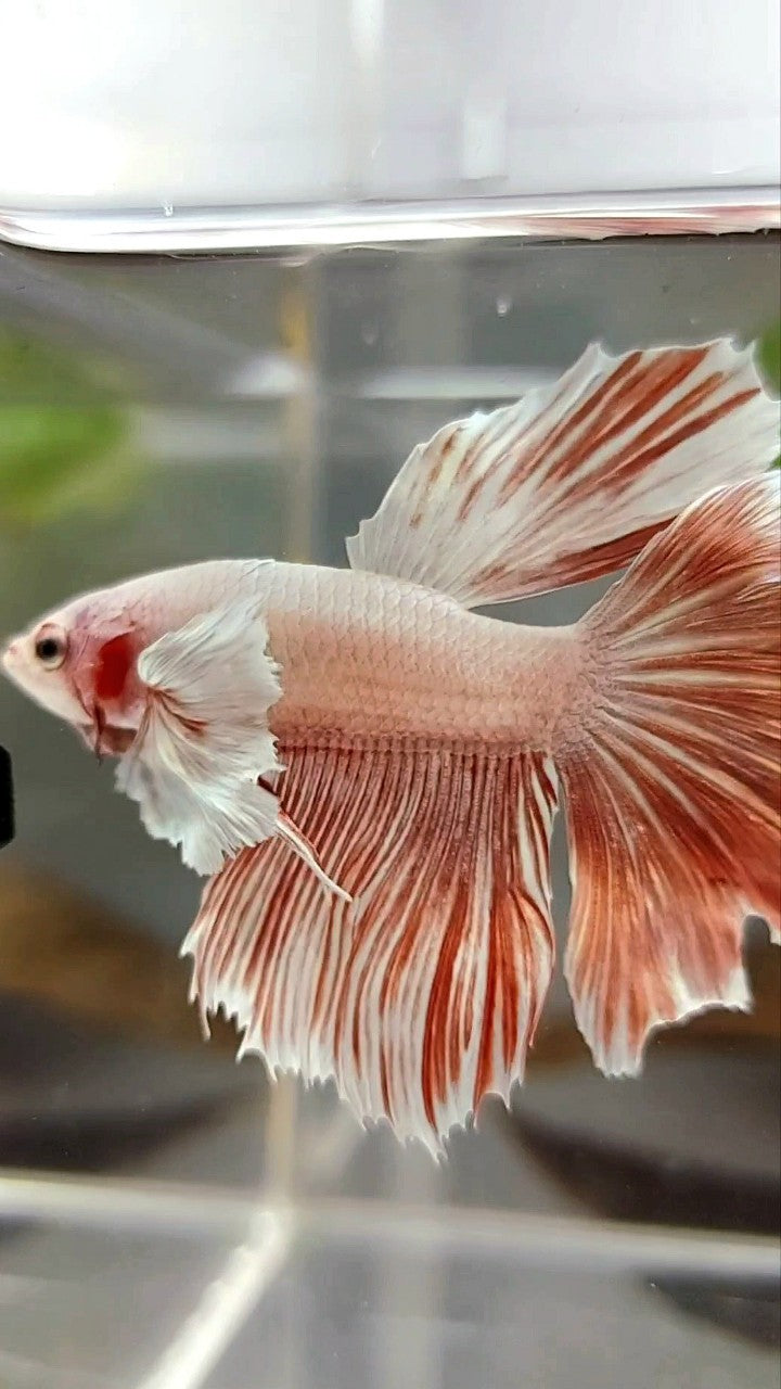 HALFMOON DUMBO EAR RED LAVENDER BETTA FISH