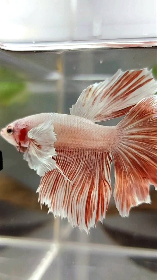 HALBMOND-DUMBO-OHR-ROTER LAVENDEL-BETTA-FISCH