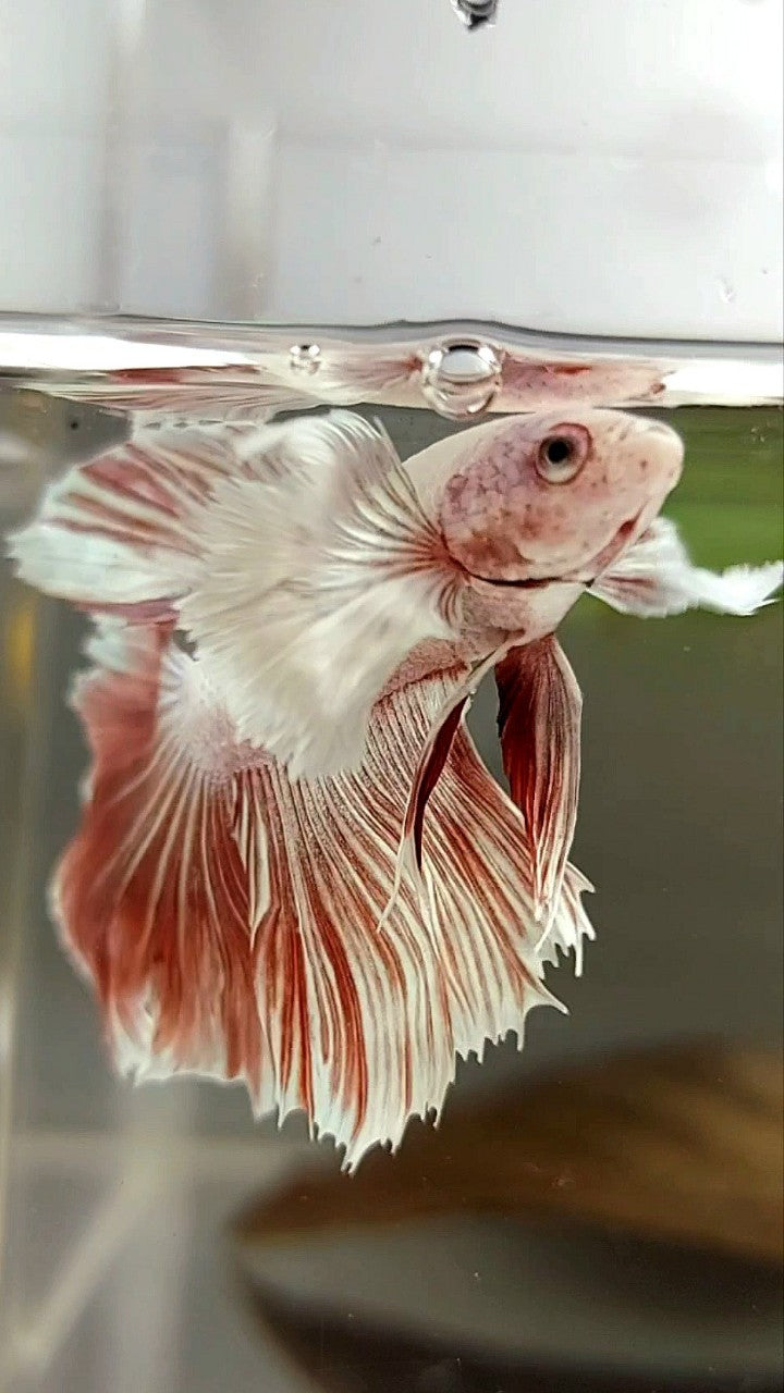 HALFMOON DUMBO EAR RED LAVENDER BETTA FISH