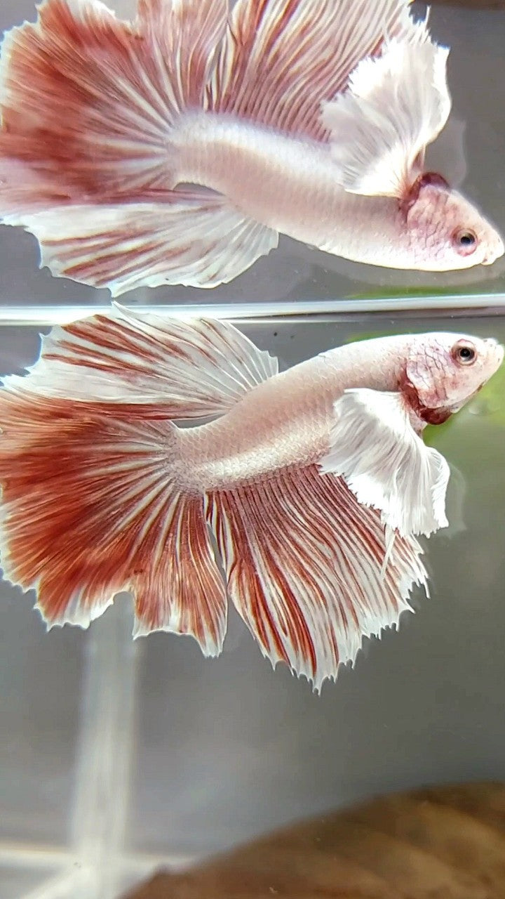 HALFMOON DUMBO EAR RED LAVENDER BETTA FISH