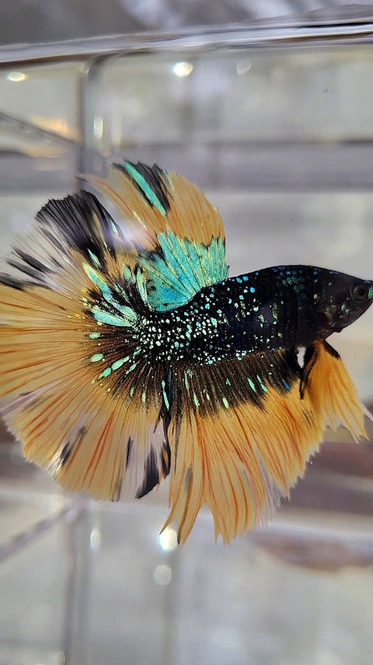 LUXURY HALFMOON ROSETAIL BLACK BLUE STARDUST GLITTER YELLOW BUTERFLY GALAXY BETTA FISH