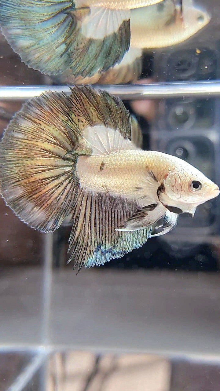 HALFMOON COPPER RIM BICOLOR BETTA FISH