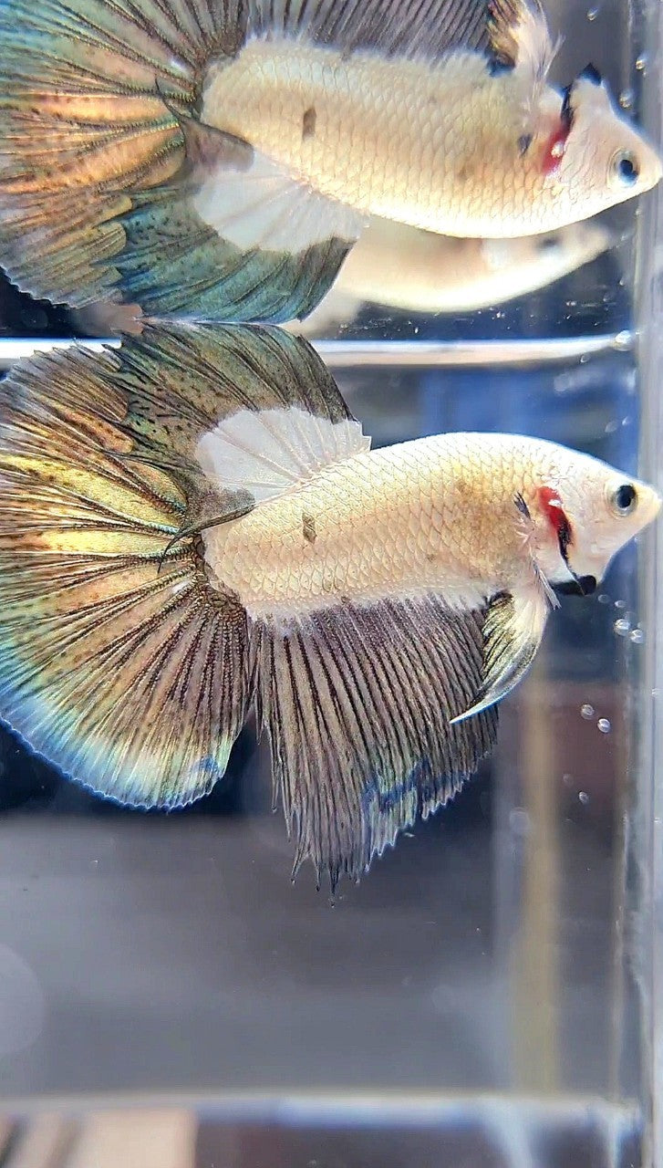 HALFMOON COPPER RIM BICOLOR BETTA FISH