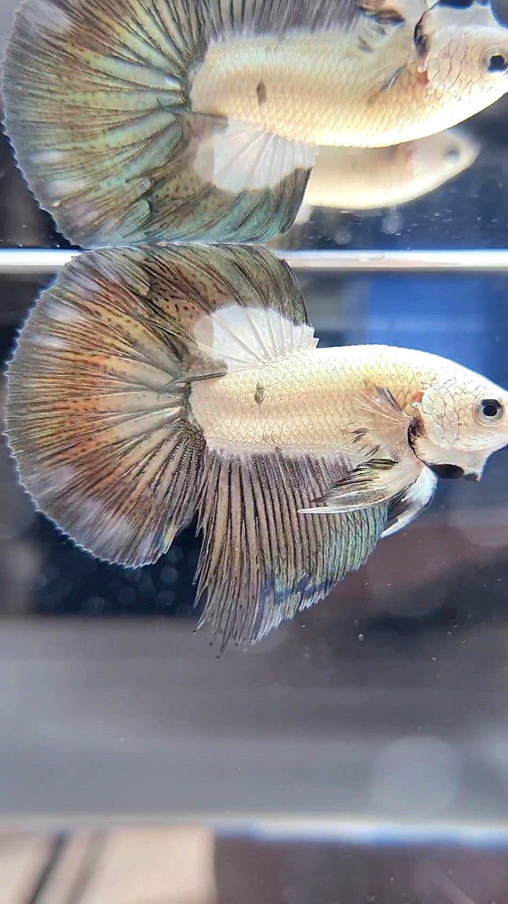 HALFMOON COPPER RIM BICOLOR BETTA FISH