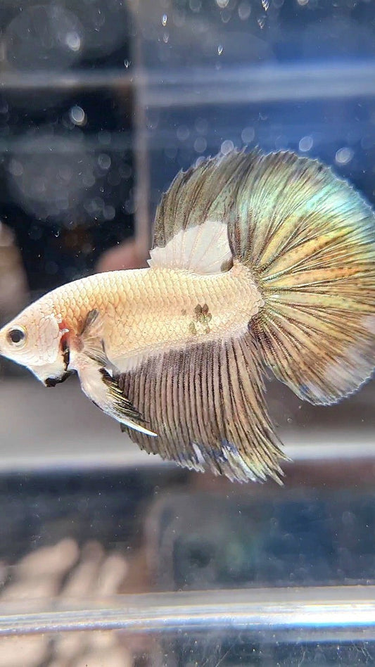 HALFMOON COPPER RIM BICOLOR BETTA FISH