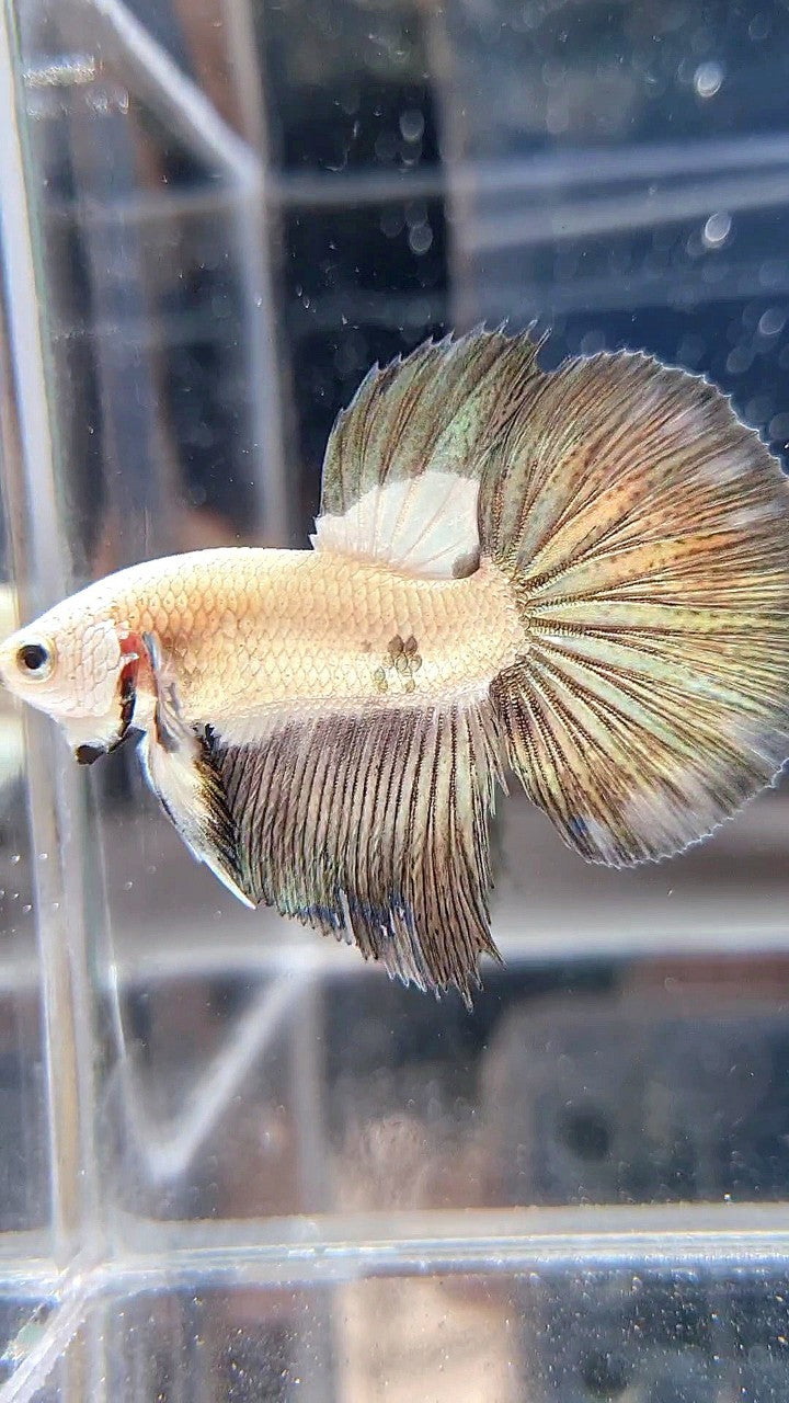 HALFMOON COPPER RIM BICOLOR BETTA FISH