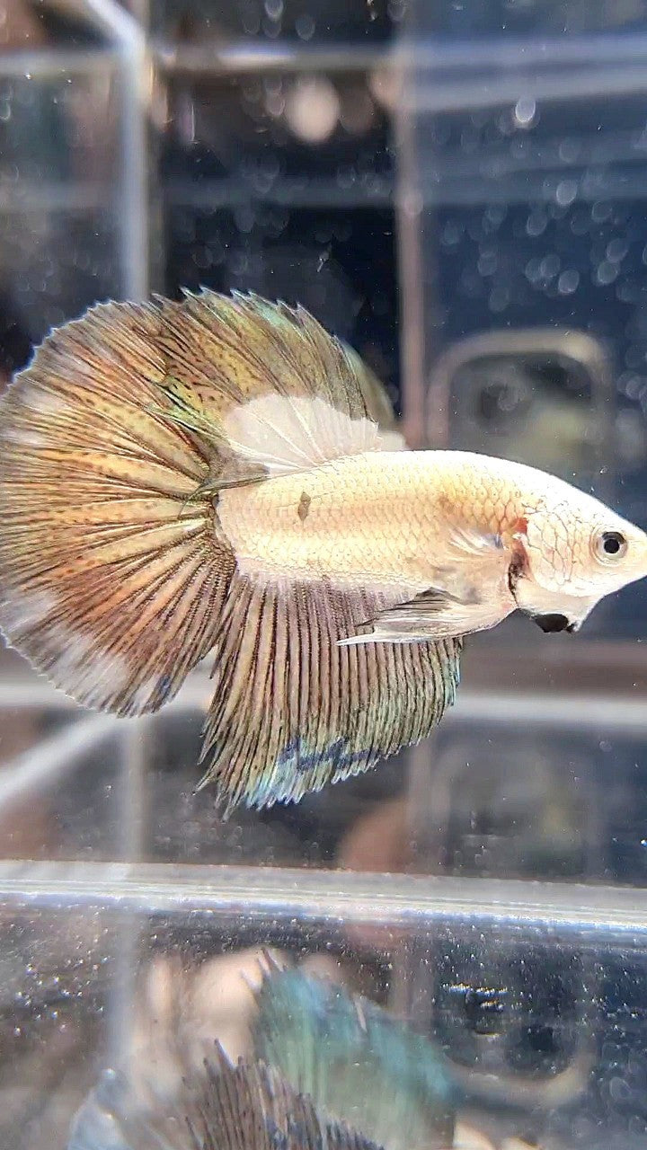 HALFMOON COPPER RIM BICOLOR BETTA FISH