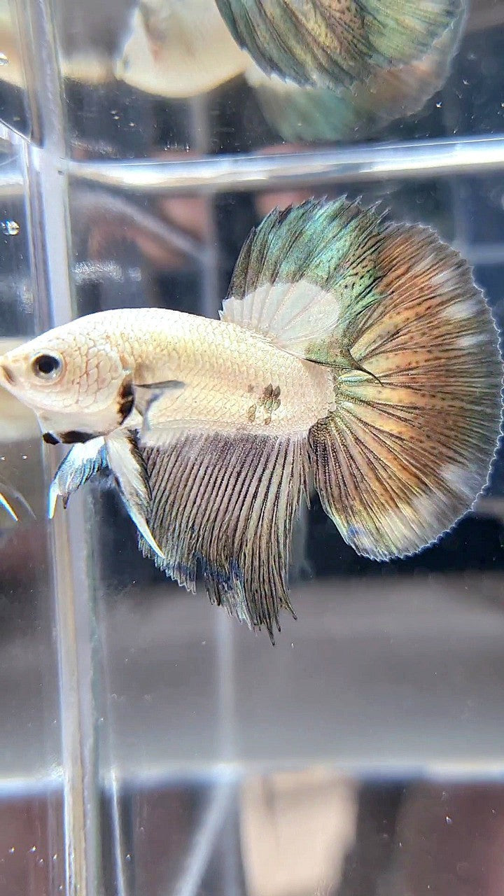 HALFMOON COPPER RIM BICOLOR BETTA FISH