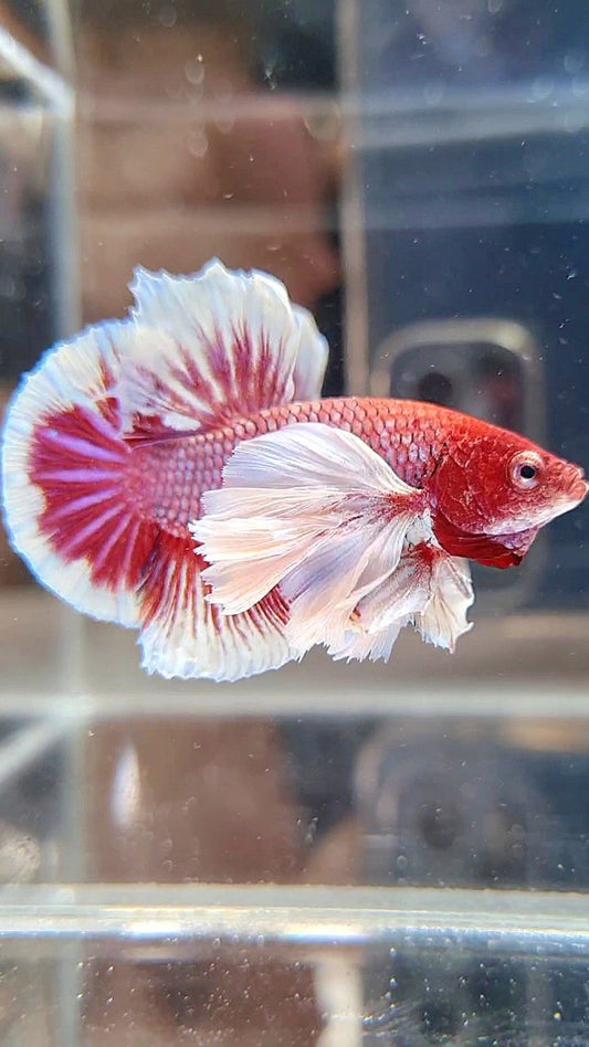 PLAKAT SUPER DUMBO EAR RED HEAD PURPLE BETTA FISH