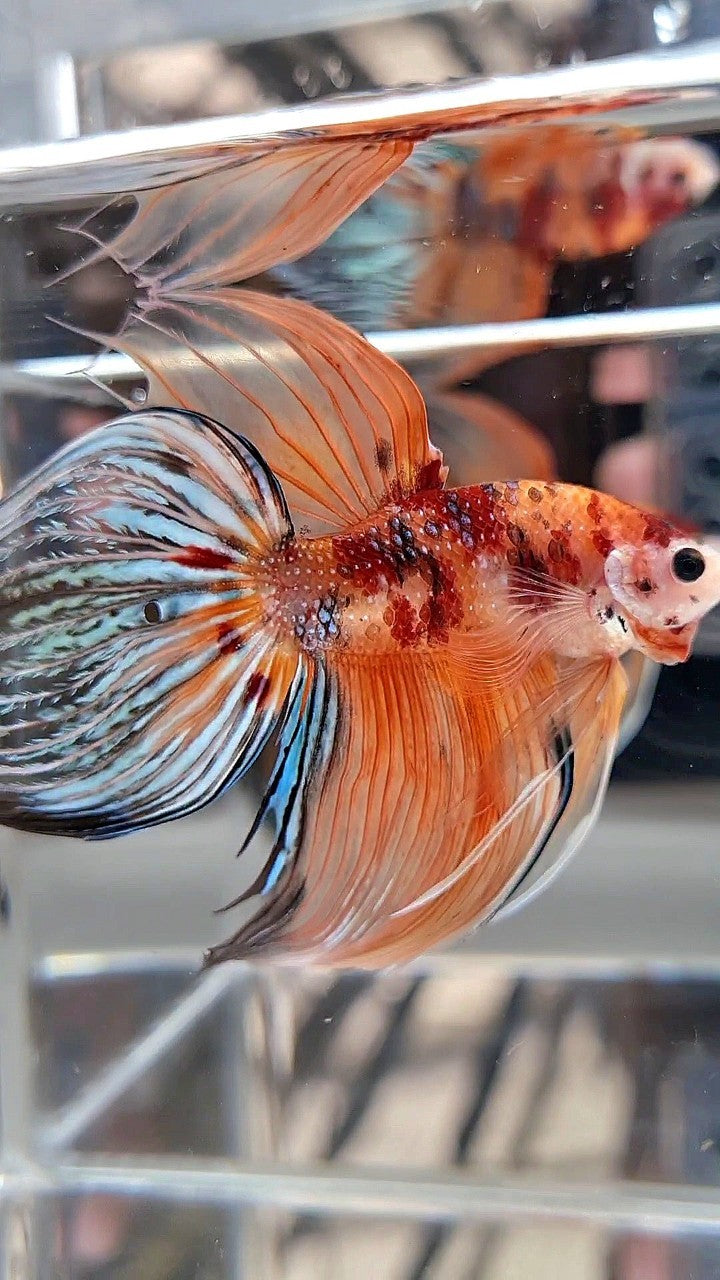 XXL VEILTAIL ORANGE KOI MULTICOLOR BETTA FISH