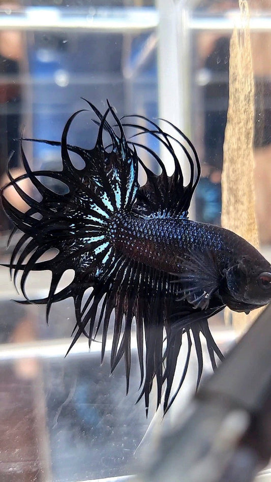 LUXURY XL KING CROWNTAIL BLACK ORCHID BETTA FISH