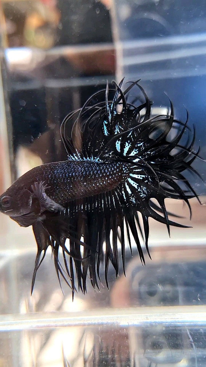 LUXURY XL KING CROWNTAIL BLACK ORCHID BETTA FISH