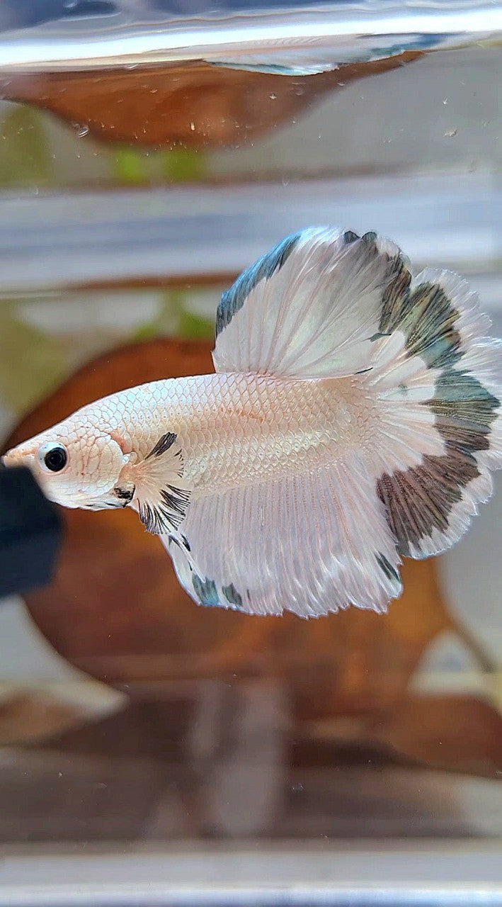 HALFMOON ROSETAIL COPPER RIM BETTA FISH