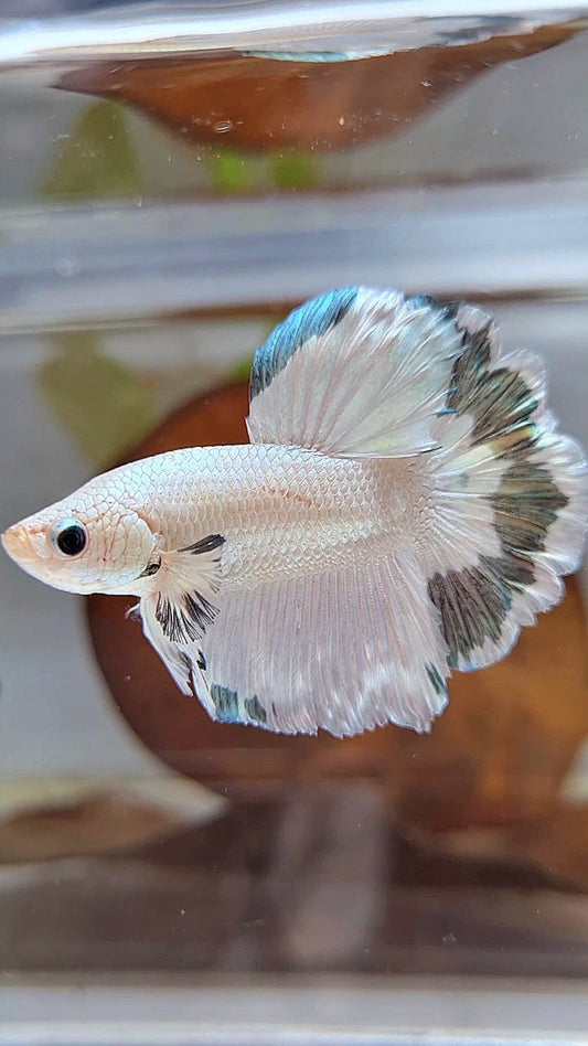 HALFMOON ROSETAIL COPPER RIM BETTA FISH