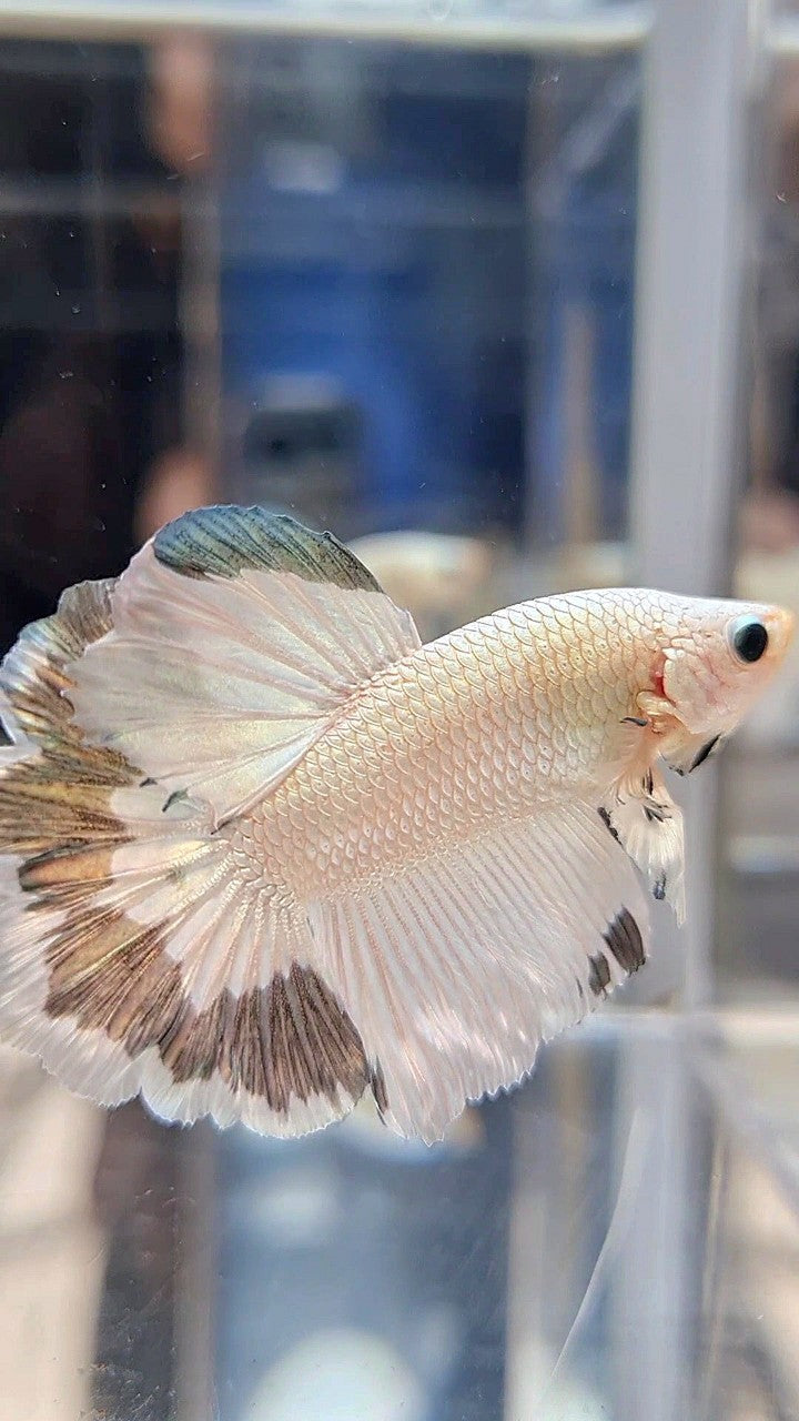 HALFMOON ROSETAIL COPPER RIM BETTA FISH