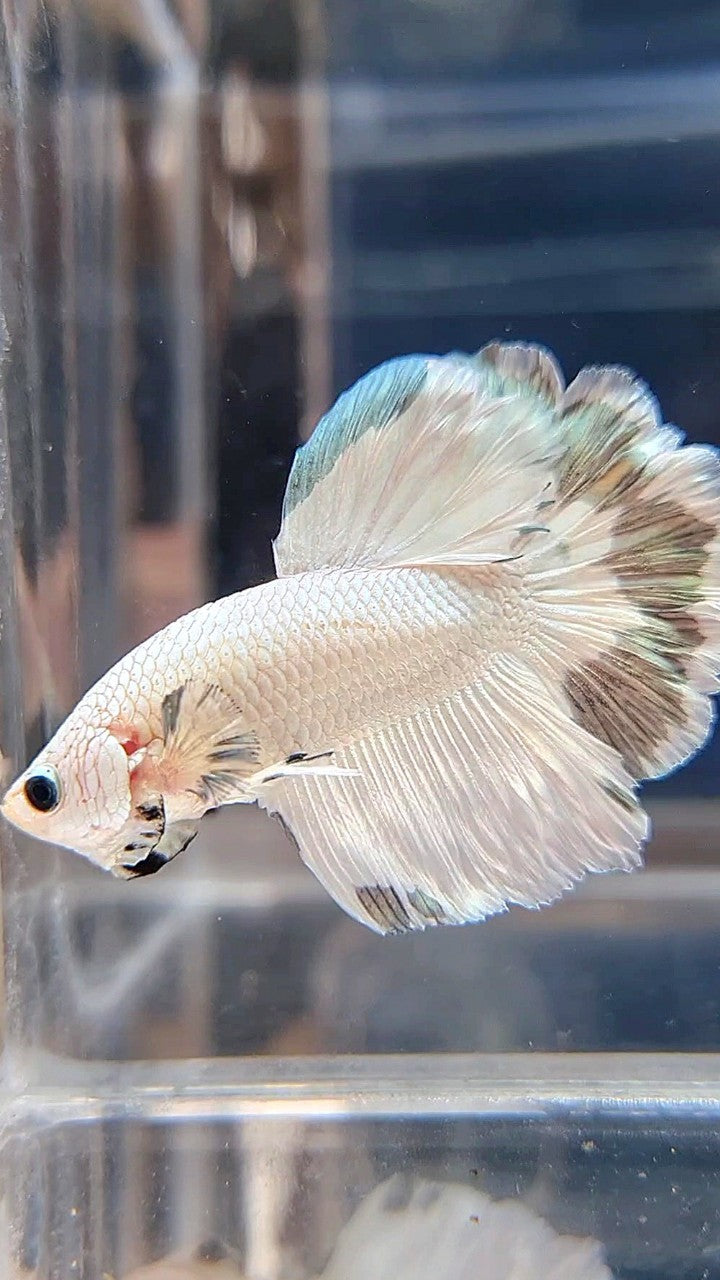 HALFMOON ROSETAIL COPPER RIM BETTA FISH